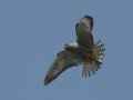 Кобчик фото (Falco vespertinus) - изображение №758 onbird.ru.<br>Источник: orientalbirdimages.org